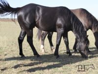 Blues Taffy's 2021 black colt